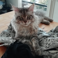 Image pour l'annonce Saillie Chat