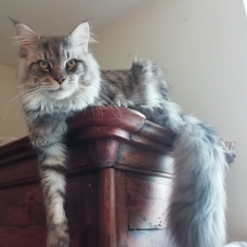 Image pour l'annonce Saillie Chat