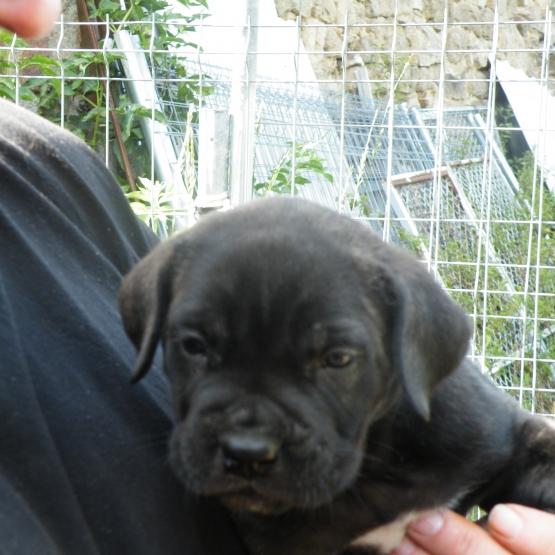 Image pour l'annonce à céder 2 Chiots mâles CANE CORSO LOF