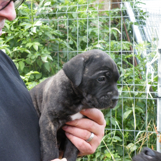 Image pour l'annonce à céder 2 Chiots mâles CANE CORSO LOF