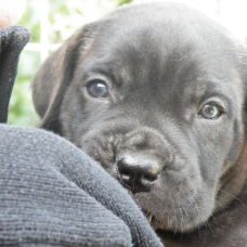 Image pour l'annonce à céder 2 Chiots mâles CANE CORSO LOF