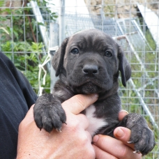 Image pour l'annonce à céder 2 Chiots mâles CANE CORSO LOF