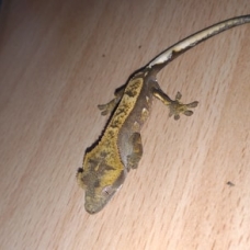 Image pour l'annonce Vend gecko à crête juvénile