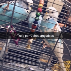 Image pour l'annonce Perruches anglaises
