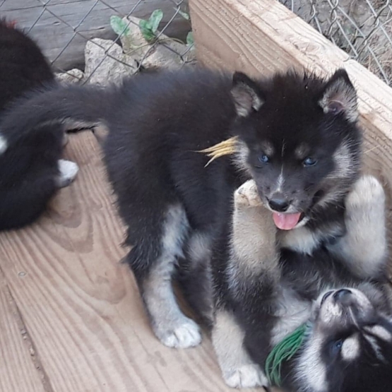 Image pour l'annonce vends chiots husky LOF
