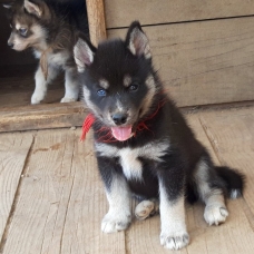 Image pour l'annonce vends chiots husky LOF