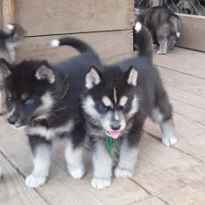 Image pour l'annonce vends chiots husky LOF