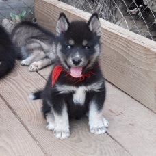 Image pour l'annonce vends chiots husky LOF