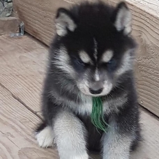 Image pour l'annonce vends chiots husky LOF