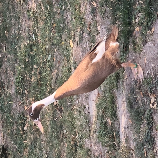 Image pour l'annonce Vend canard coureur indien