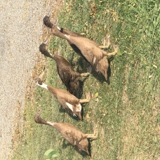 Image pour l'annonce Vend canard coureur indien