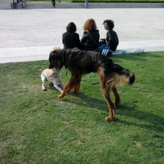 Image pour l'annonce Recherche femelle setter irlandais croisée beauceron