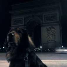 Image pour l'annonce Recherche femelle setter irlandais croisée beauceron