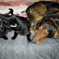 Image pour l'annonce Recherche femelle setter irlandais croisée beauceron
