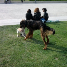 Image pour l'annonce Recherche femelle setter irlandais croisée beauceron