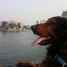 Image pour l'annonce Recherche femelle setter irlandais croisée beauceron