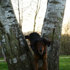 Image pour l'annonce Recherche femelle setter irlandais croisée beauceron