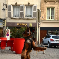 Image pour l'annonce Recherche femelle setter irlandais croisée beauceron