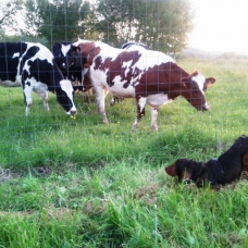 Image pour l'annonce Recherche femelle setter irlandais croisée beauceron