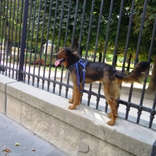 Image pour l'annonce Recherche femelle setter irlandais croisée beauceron