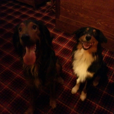 Image pour l'annonce Recherche femelle setter irlandais croisée beauceron