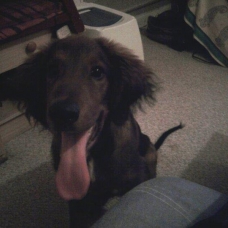 Image pour l'annonce Recherche femelle setter irlandais croisée beauceron