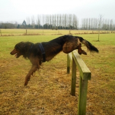 Image pour l'annonce Recherche femelle setter irlandais croisée beauceron