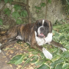 Image pour l'annonce VEND BEAU BOXER MÂLE