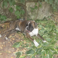 Image pour l'annonce VEND BEAU BOXER MÂLE
