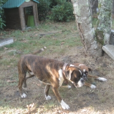 Image pour l'annonce VEND BEAU BOXER MÂLE