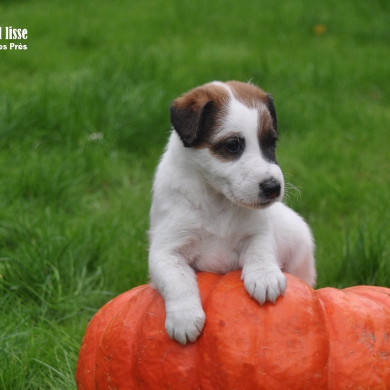 Image pour l'annonce Chiots Fox-terrier à poil lisse LOF à réserver