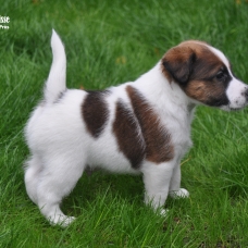 Image pour l'annonce Chiots Fox-terrier à poil lisse LOF à réserver
