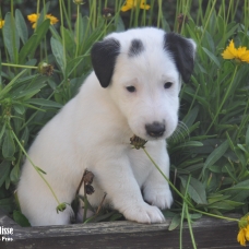 Image pour l'annonce Chiots Fox-terrier à poil lisse LOF à réserver