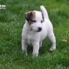 Image pour l'annonce Chiots Fox-terrier à poil lisse LOF à réserver