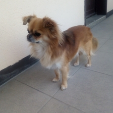 Image pour l'annonce Propose à la SAILLIE, joli Chihuahua