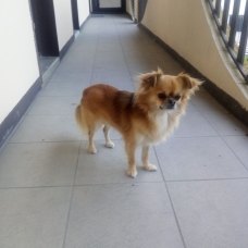 Image pour l'annonce Propose à la SAILLIE, joli Chihuahua