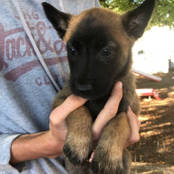Image pour l'annonce Berger Belge Malinois