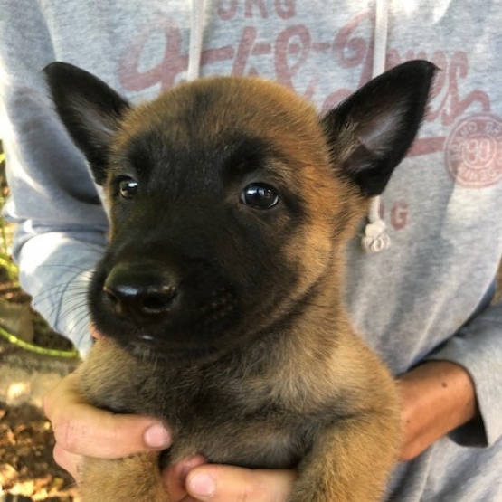 Image pour l'annonce Berger Belge Malinois