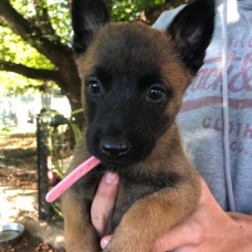 Image pour l'annonce Berger Belge Malinois