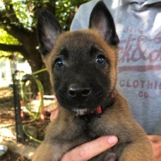 Image pour l'annonce Berger Belge Malinois