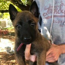 Image pour l'annonce Berger Belge Malinois