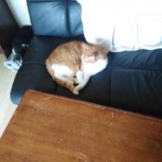 Image pour l'annonce donne  chats adultes européens