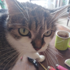 Image pour l'annonce donne  chats adultes européens