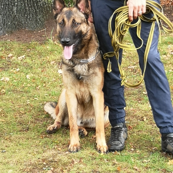 Image pour l'annonce Donne berger allemand croisé malinois