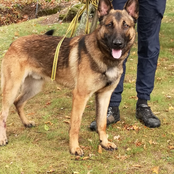 Image pour l'annonce Donne berger allemand croisé malinois