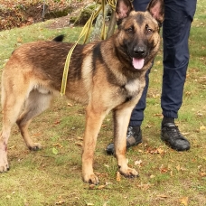 Image pour l'annonce Donne berger allemand croisé malinois