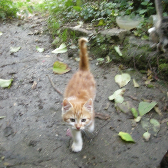 Image pour l'annonce Donne deux chatons mâles