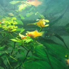 Image pour l'annonce Donne bébé platy orange avec certains bébé à tache noir sur la queue