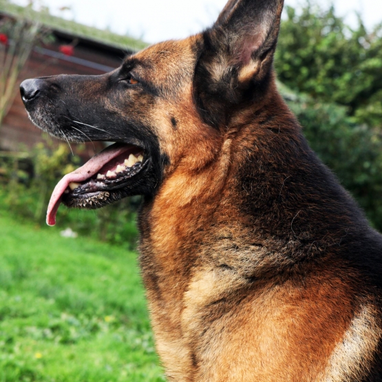 Image pour l'annonce chiots berger allemand