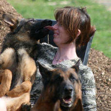 Image pour l'annonce chiots berger allemand